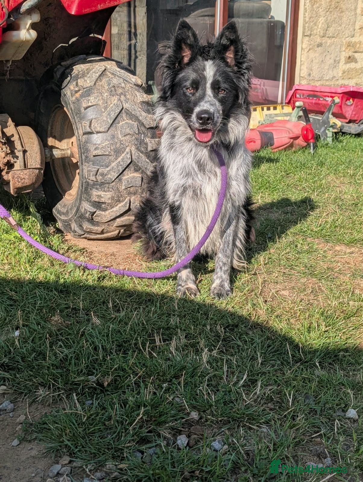 Border Collie dogs Ash long coated isds registered border collie - Advert 1