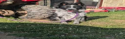 Border Collie dogs for sale: Ash long coated isds registered border collie - Advert 1