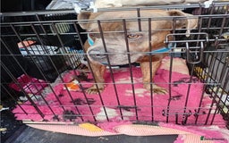 Bullmastiff dogs for adoption: Gorgeous Biscuit is seeking his forever home - Advert 2