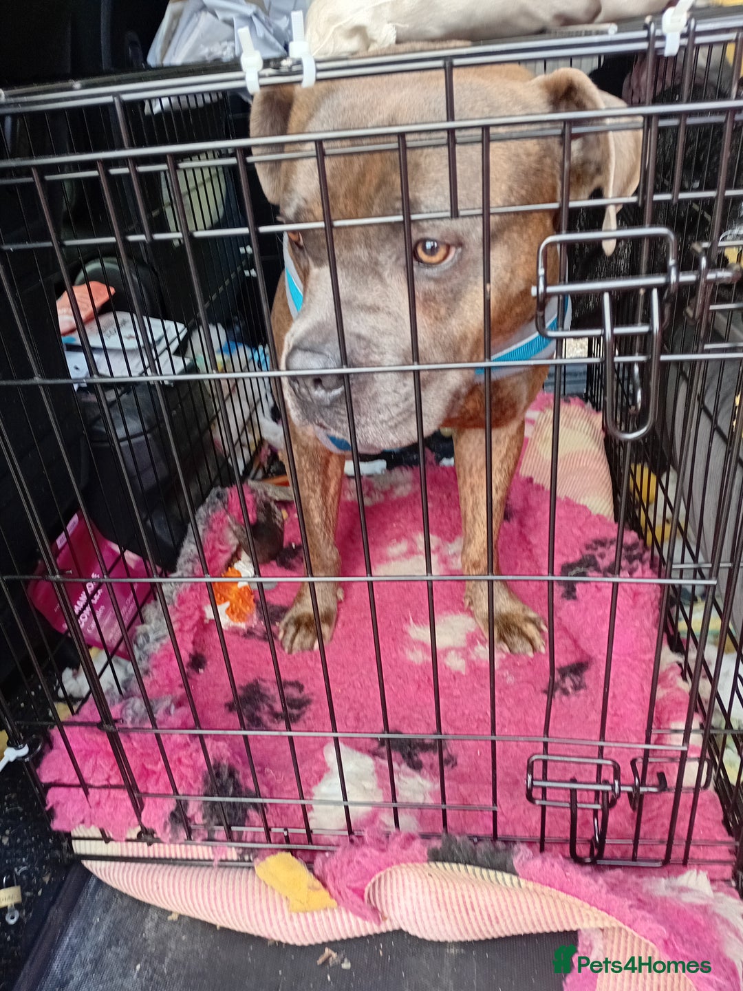 Bullmastiff dogs for adoption: Gorgeous Biscuit is seeking his forever home - Advert 2