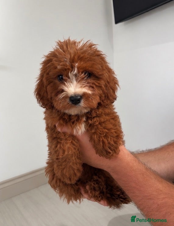 Cavapoo dogs 1 beautiful boy left! Ready to leave. Cavapoo pup - Advert 2