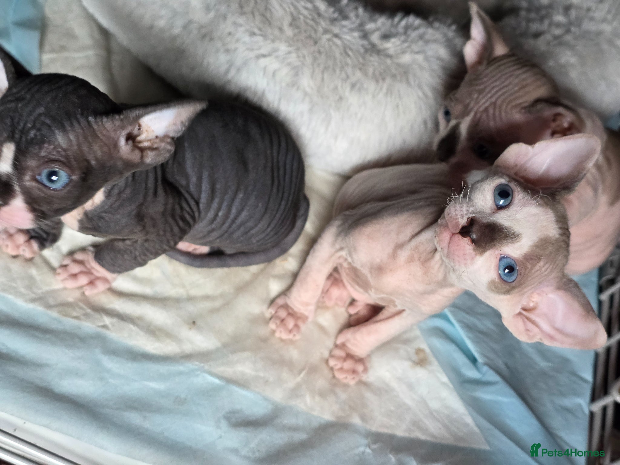 Sphynx cats TICA Registered Sphynx Kittens Health Guarantee  - Advert 5
