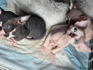 Sphynx cats TICA Registered Sphynx Kittens Health Guarantee - Advert 1