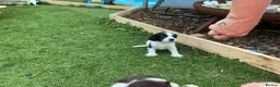 English Springer Spaniel dogs for sale: Beautiful springer spaniel puppies - Advert 16