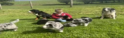 Mixed Breed dogs for sale: Stunning bordernese pups  - Advert 9