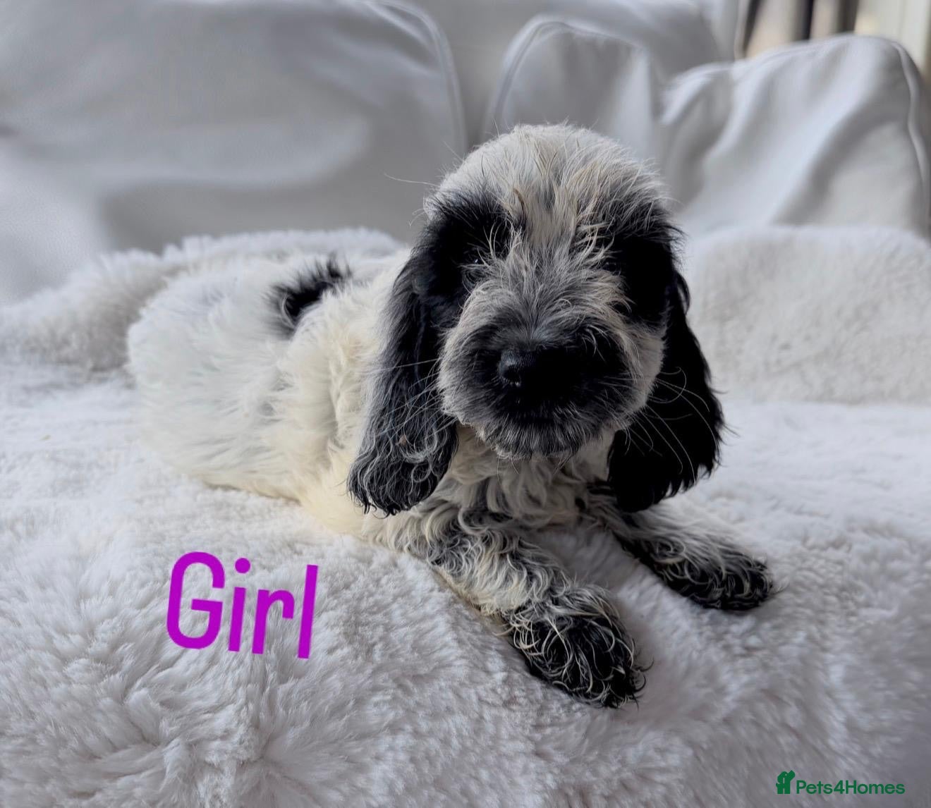 Cockapoo dogs F1 Cockapoo Puppies  - Advert 1