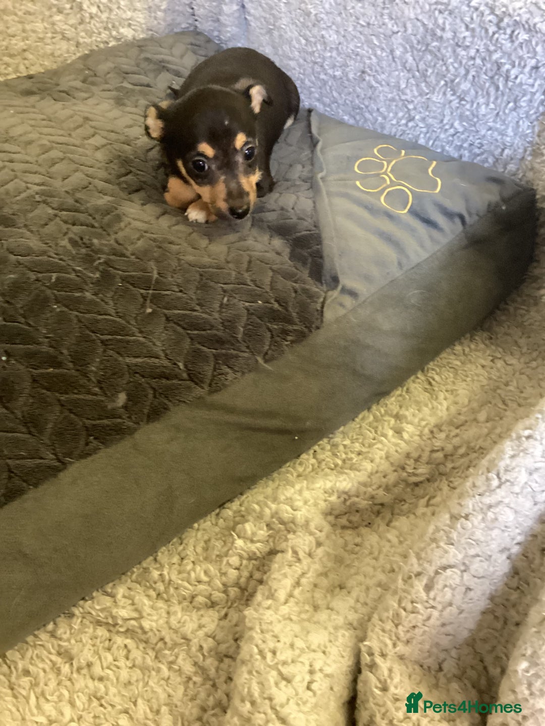 Jack Russell dogs for sale: Jack Russell puppies  - Image 18