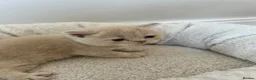 British Shorthair cats for sale: Breathtaking purebred British shorthair kittens - Advert 20