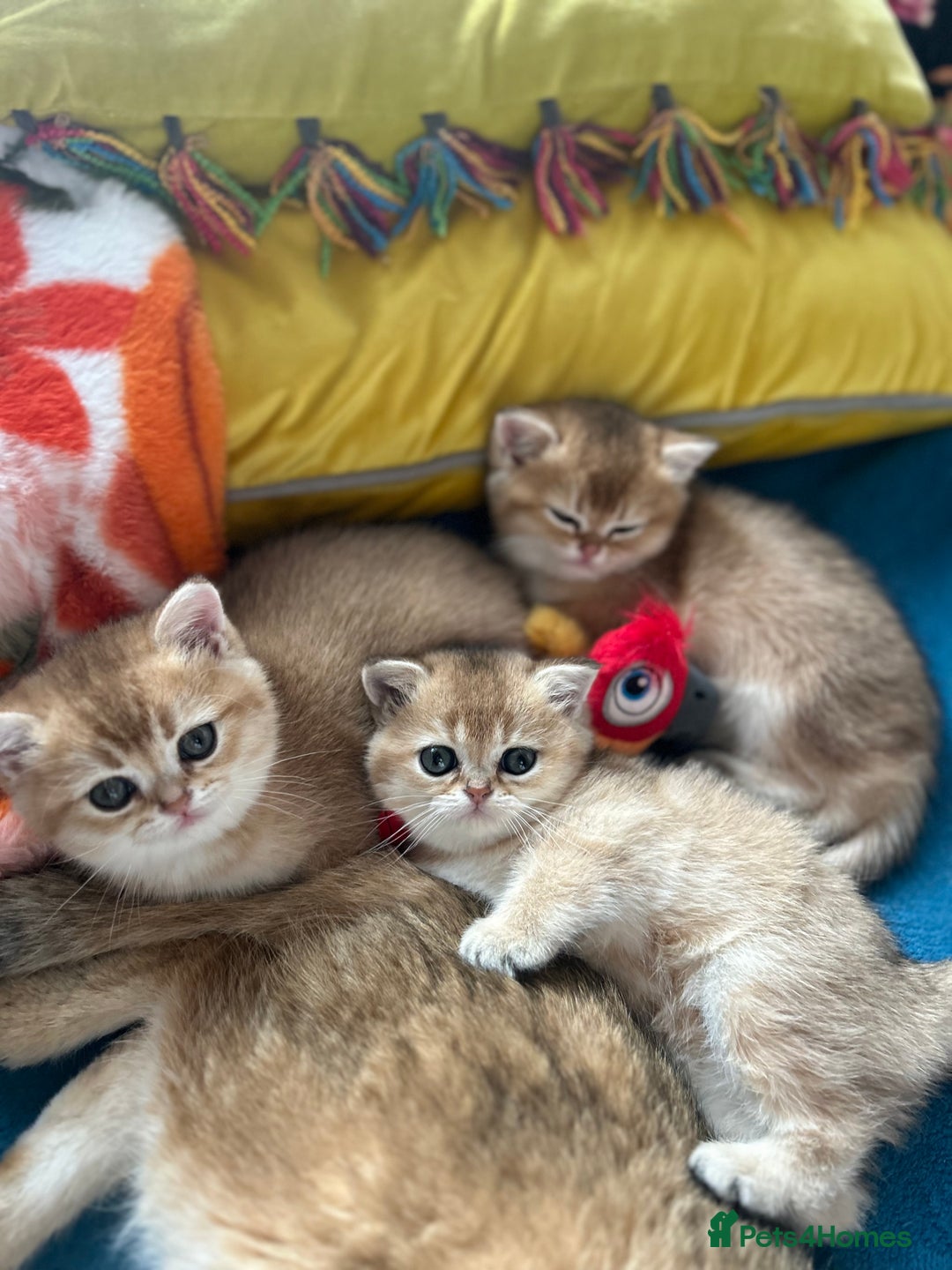 Scottish Fold cats for sale: Gold chinchilla baby’s available  - Advert 35