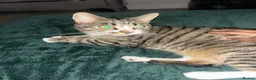 Mixed Breed cats for sale: Miles - Bengal/Tabby Cat for Sale (Rehoming£  in Nottingham - Advert 4