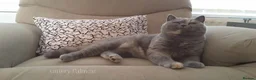 British Shorthair cats for sale: Beautiful Pedigree BSH Kittens-Calmcat - Advert 6
