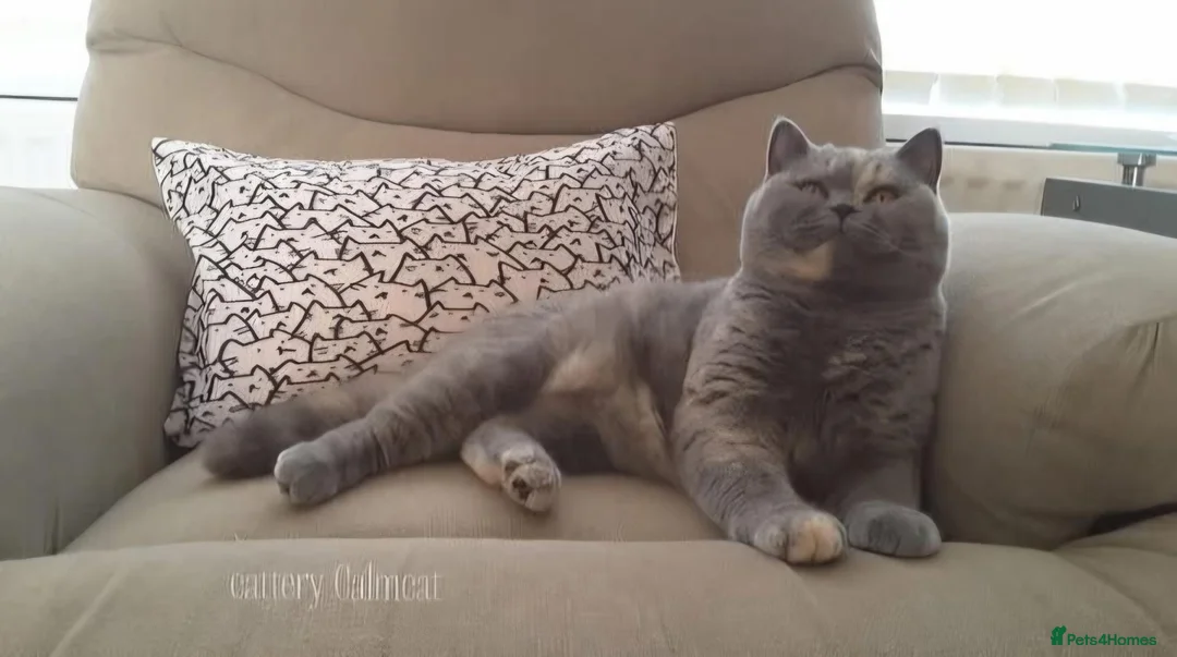 British Shorthair cats for sale: Beautiful Pedigree BSH Kittens-Calmcat - Advert 6