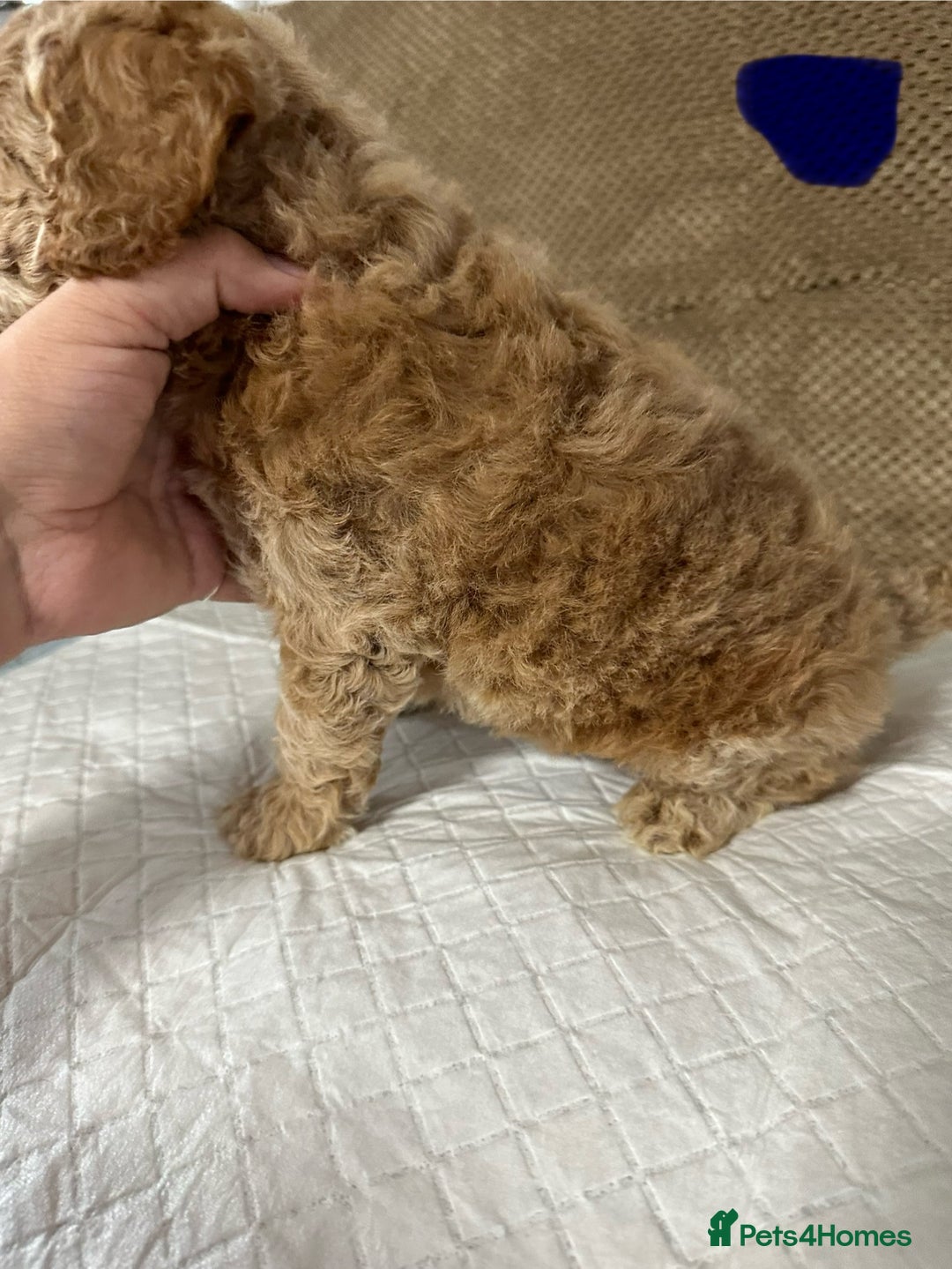 Cockapoo dogs for sale: Outstanding Cockapoos Puppies. 4 boys💙 2 girls 💗 - Image 21