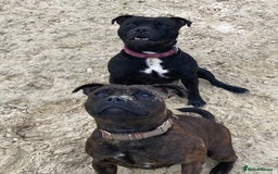 Staffordshire Bull Terrier dogs for sale: Beautiful kc reg.red brindle & white puppies - Image 19