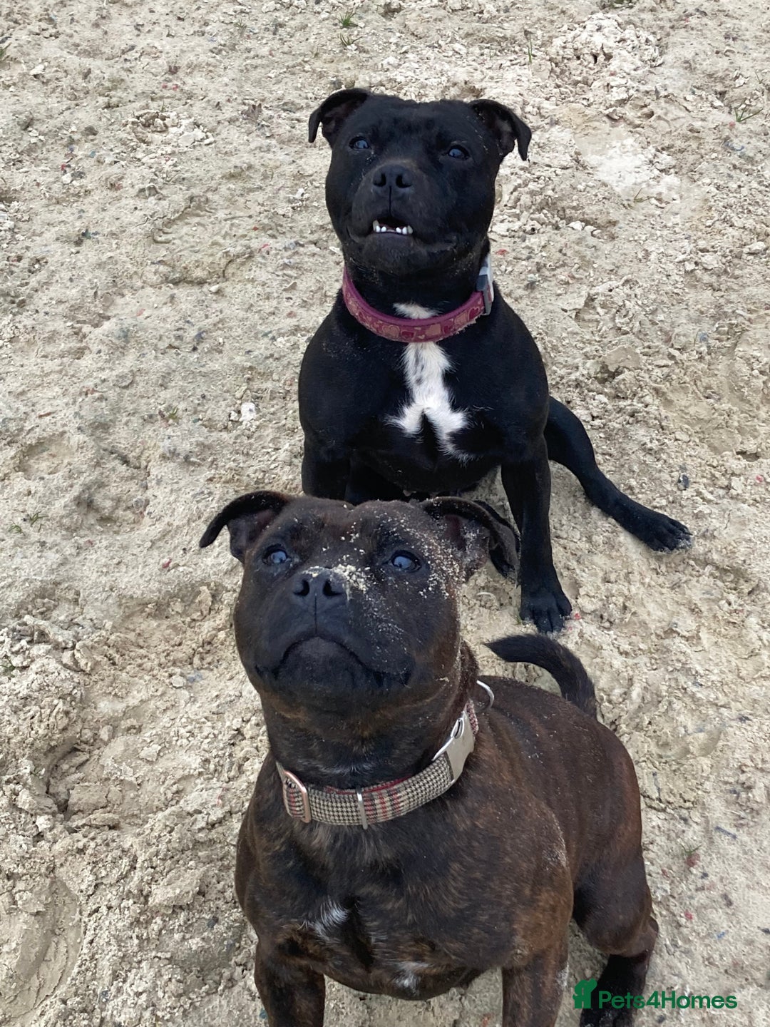 Staffordshire Bull Terrier dogs for sale: Beautiful kc reg.red brindle & white puppies - Image 19
