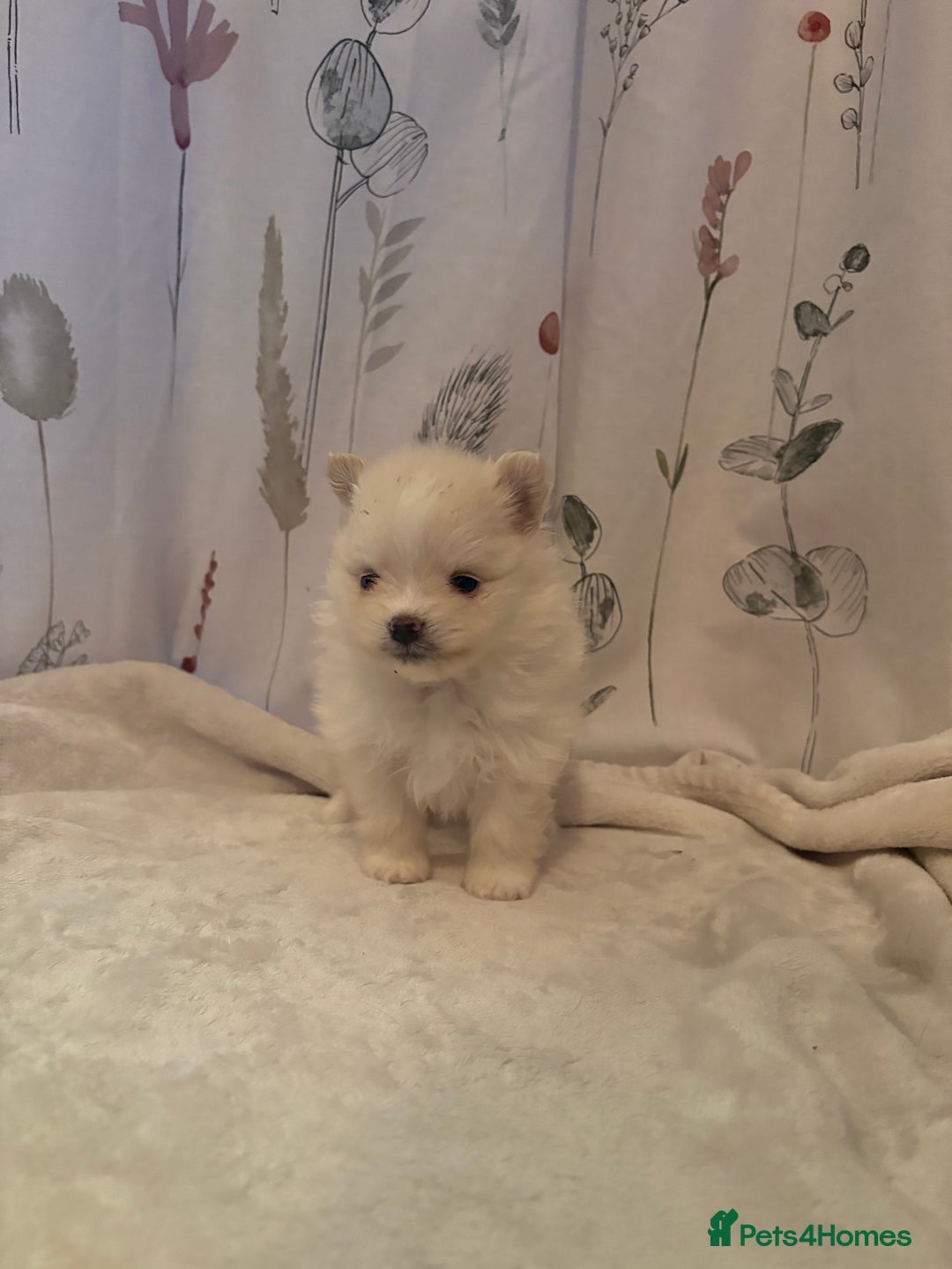 Pomeranian dogs for sale: Beautifu Litter- Russian/Chi Tien Pomeranian Pups - Advert 32