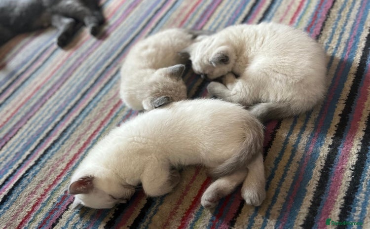 British Shorthair cats - Advert 3