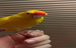 Parakeets birds for sale: Hand reared Buttercup Kakariki - Advert 4