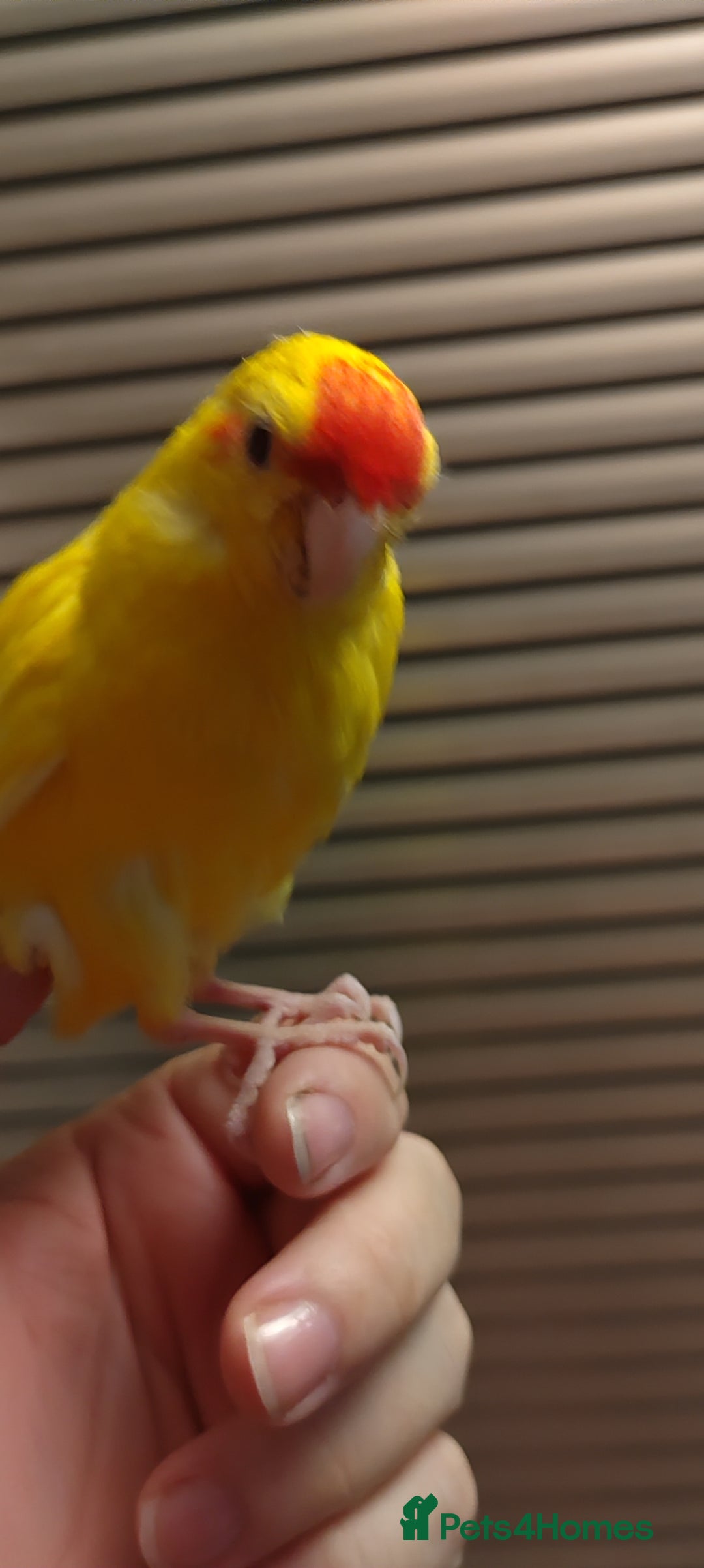 Parakeets birds for sale: Hand reared Buttercup Kakariki - Advert 4