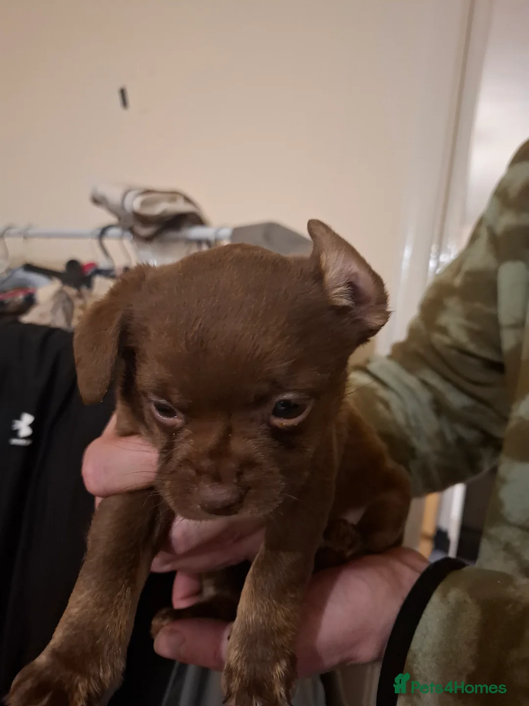 Mixed Breed dogs for sale: Hybrid breed - Advert 12