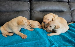 Labrador Retriever dogs for sale: Kc Registered Labrador Puppies  - Image 3