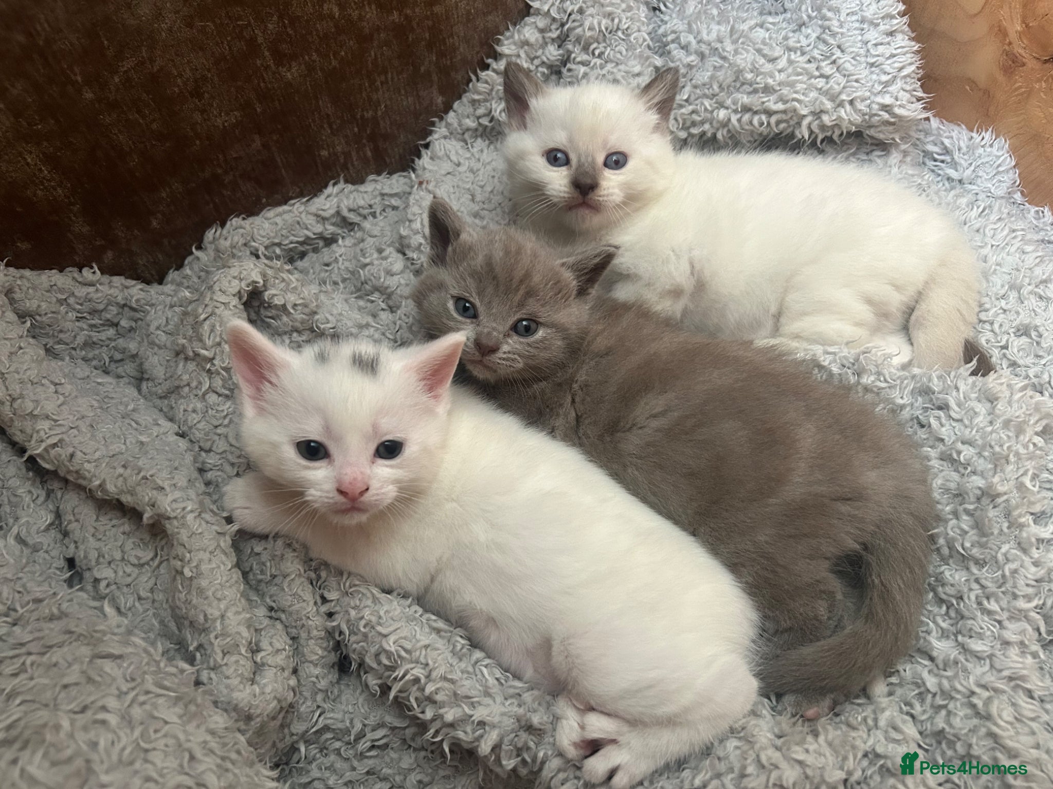 British Shorthair cats BRITISH SHORT HAIR X KITTENS  - Advert 1