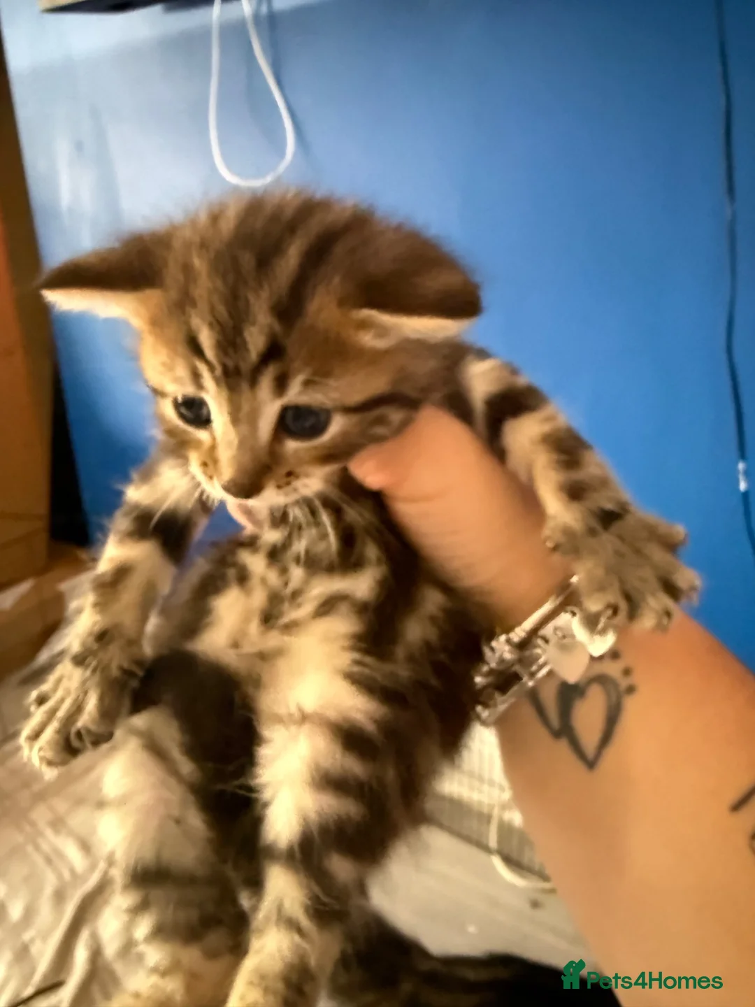 Mixed Breed cats for sale: Kittens for sale  in Glasgow - Advert 2