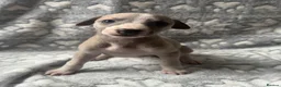 Whippet dogs for sale: KC registered whippet puppy’s  - Advert 15
