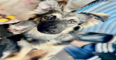 Mixed Breed dogs - Advert 6