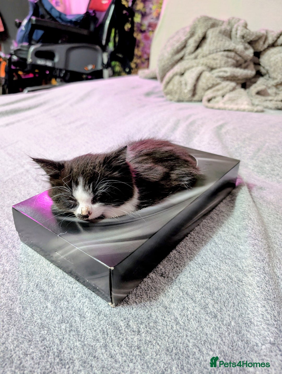 Siberian cats for sale: Siberian crossed kittens  - Advert 3