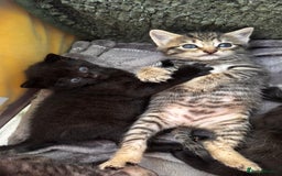 Mixed Breed cats for sale: Beautiful kittens 🐈‍⬛  - Image 9