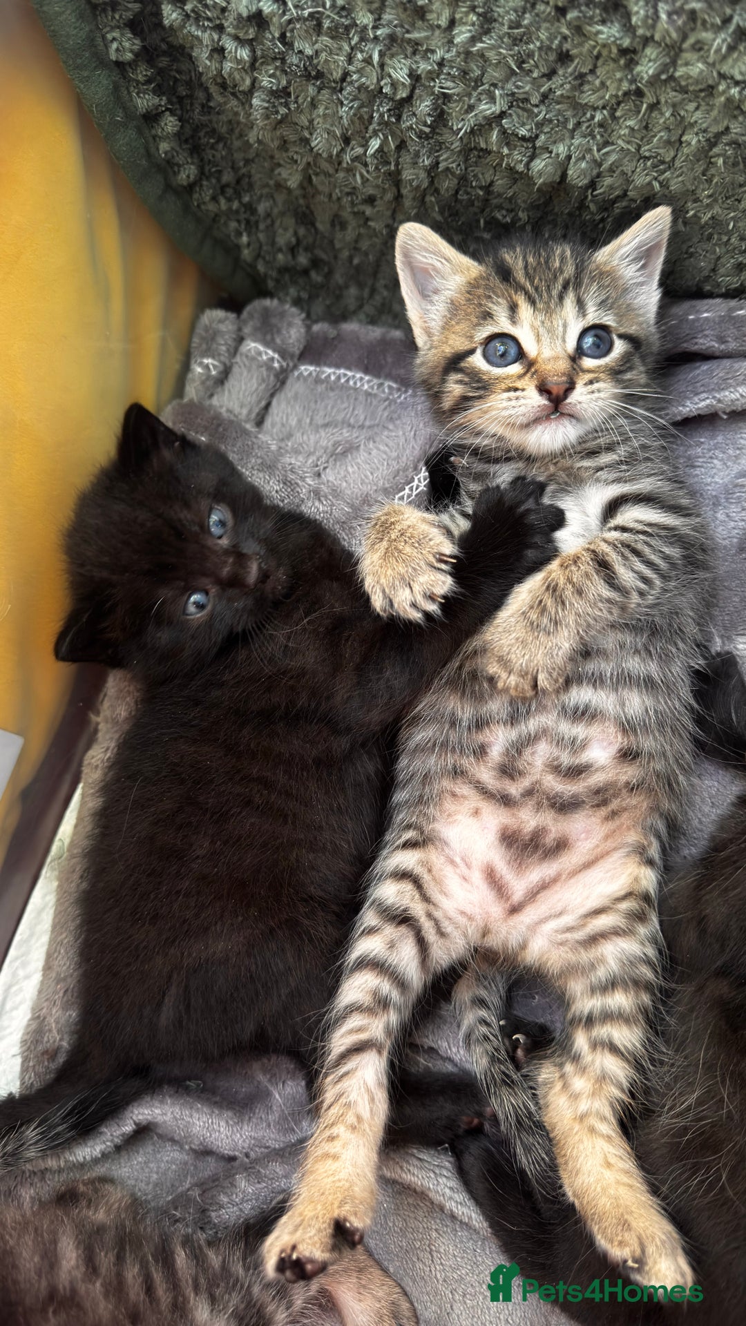 Mixed Breed cats for sale: Beautiful kittens 🐈‍⬛  - Image 9