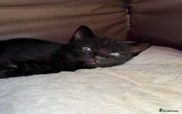 Mixed Breed cats for sale: Adorable mixed breed kittens for sale  - Image 20
