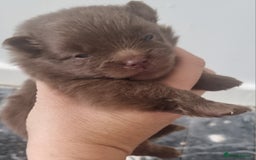 Pomeranian dogs for sale: Beautiful litter of poms  - Image 4