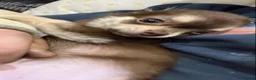 Chihuahua dogs for sale: Chihauhau - Advert 4
