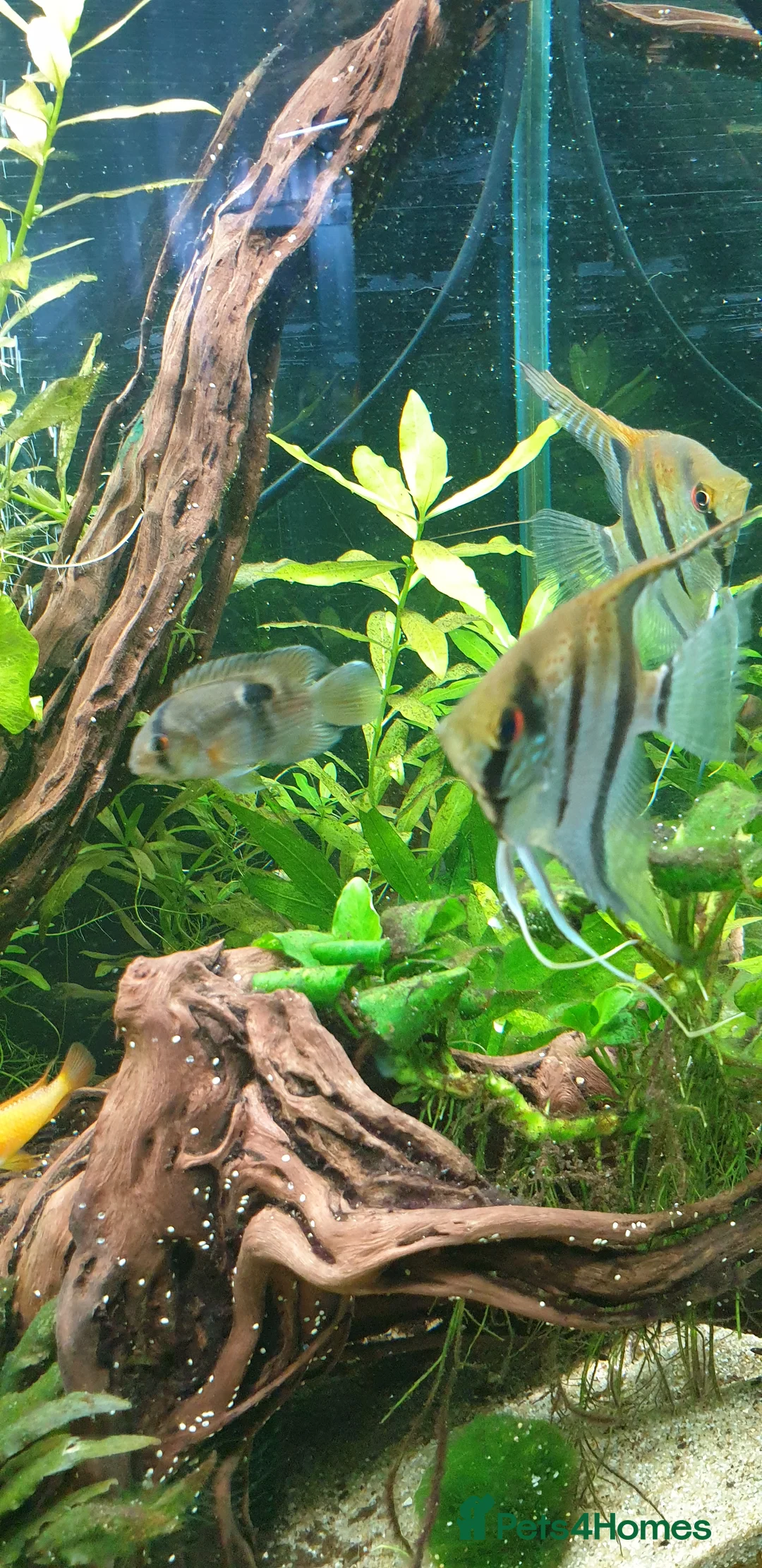 Angelfish fish for sale: Wild type angelfish  in Hinckley - Advert 2