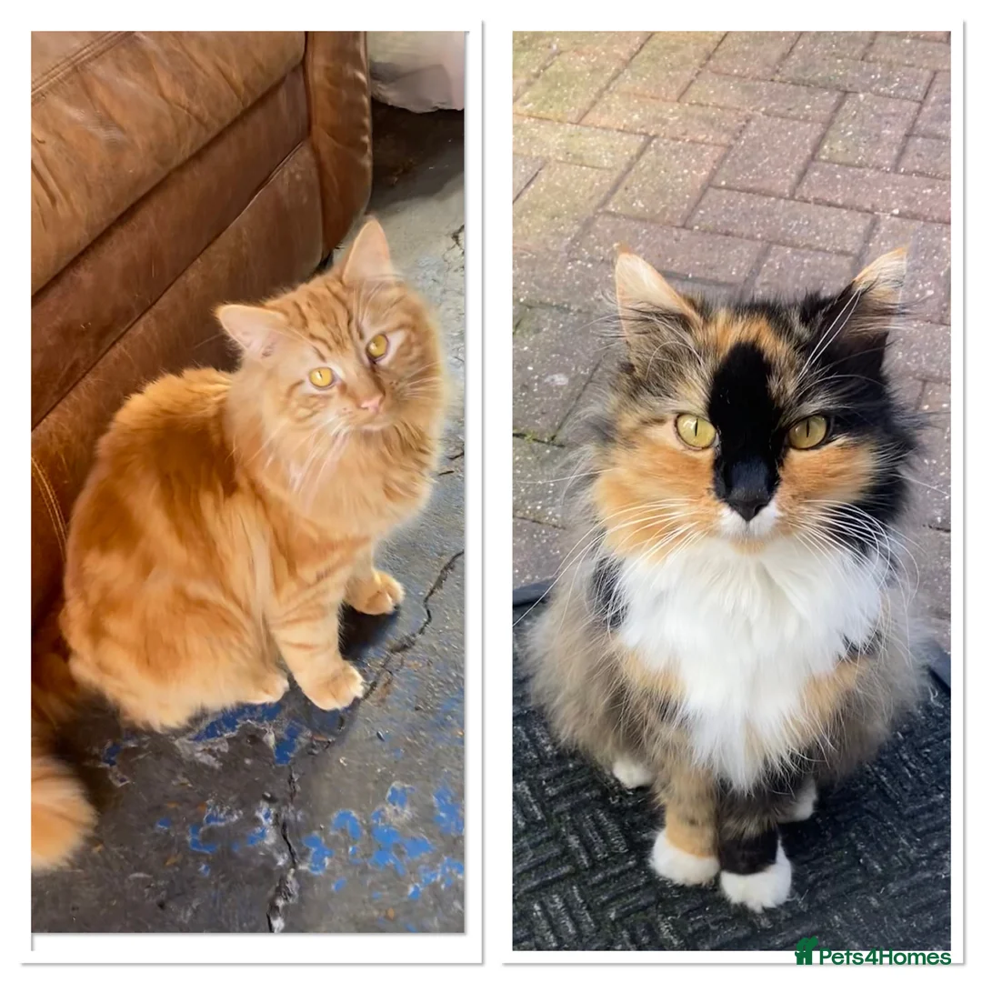 Mixed Breed cats for sale: Kitten  in Sunbury-on-Thames - Advert 8