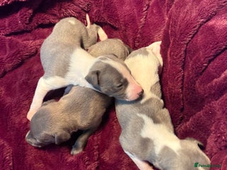 Whippet dogs Stunning Whippet puppies. - Advert 16