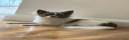 Chihuahua dogs for sale: 2 Gorgeous long haired chihuahua puppies - Advert 7