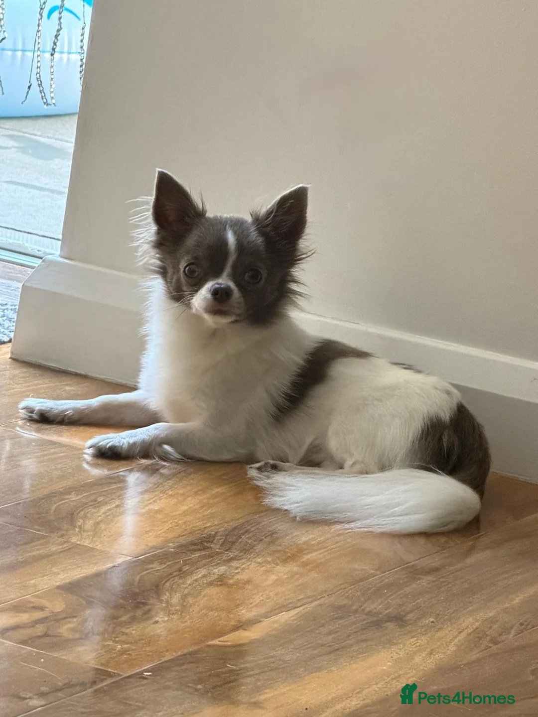 Chihuahua dogs for sale: 2 Gorgeous long haired chihuahua puppies - Advert 7