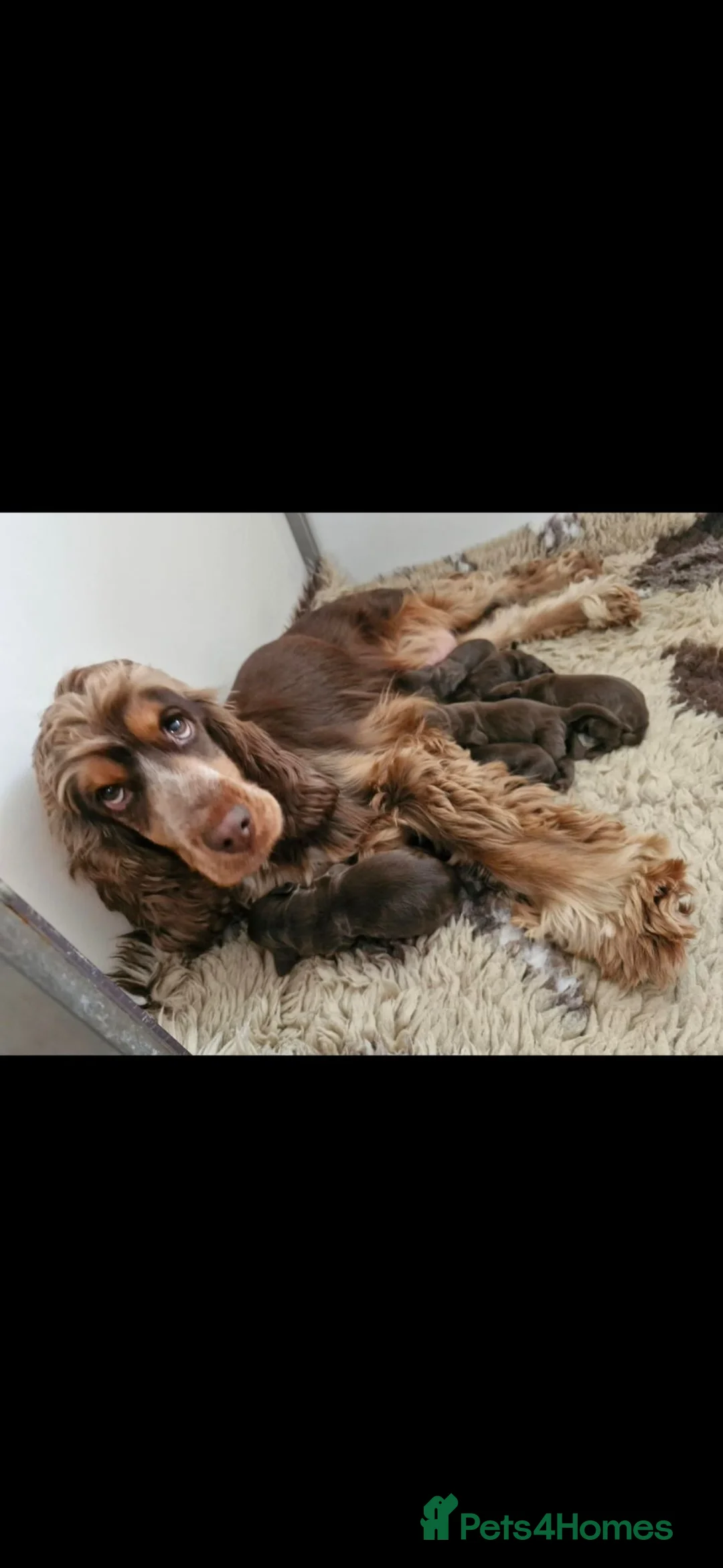 Cocker Spaniel dogs for sale: Extensively health tested KC Show Cocker Spaniels  - Advert 21