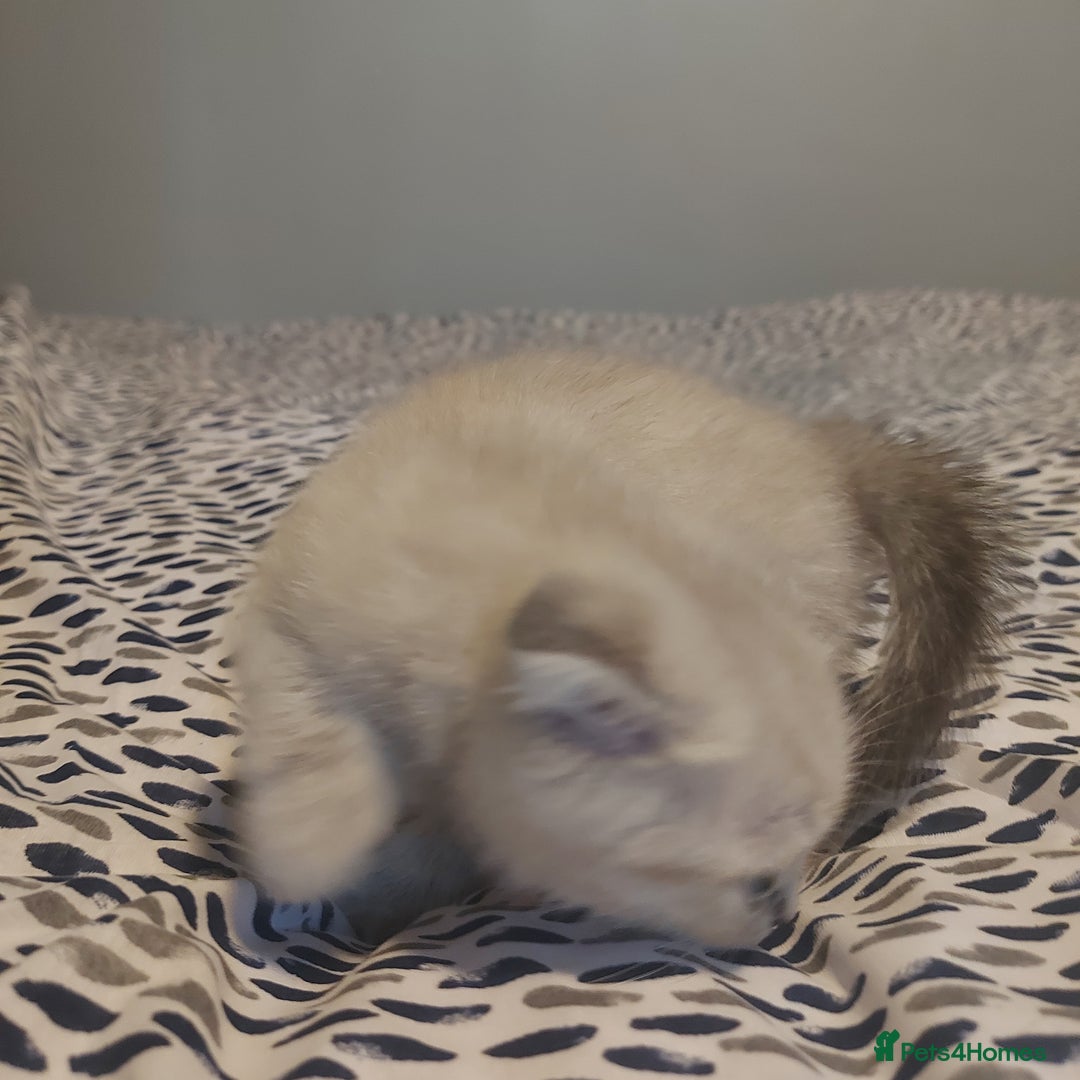 British Shorthair cats for sale: British shorthair kittens and scotish fold  - Image 22