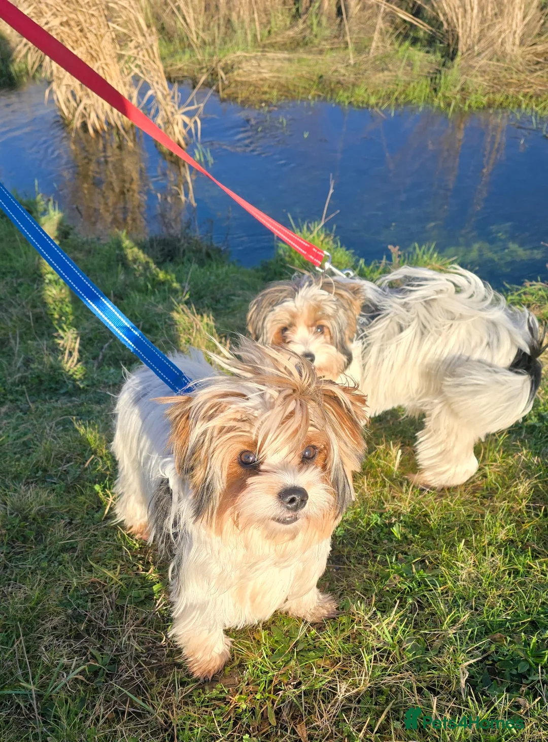 Biewer Terrier dogs for sale: 🐾 Adorable Biewer Terrier Puppies – Bedfordshire - Advert 14