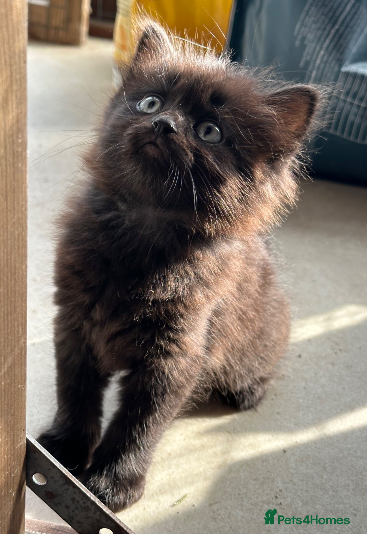 Mixed Breed cats Beautiful Kittens  - Advert 2