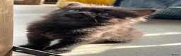 Mixed Breed cats for sale: Beautiful Kittens  - Advert 1