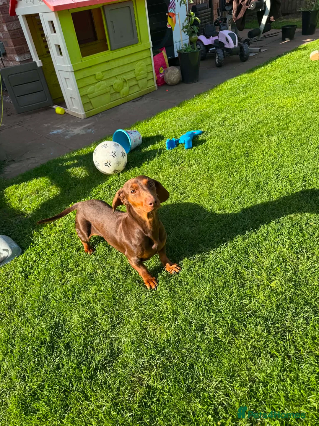 Miniature Dachshund dogs for sale: Miniature dachshund  - Advert 2