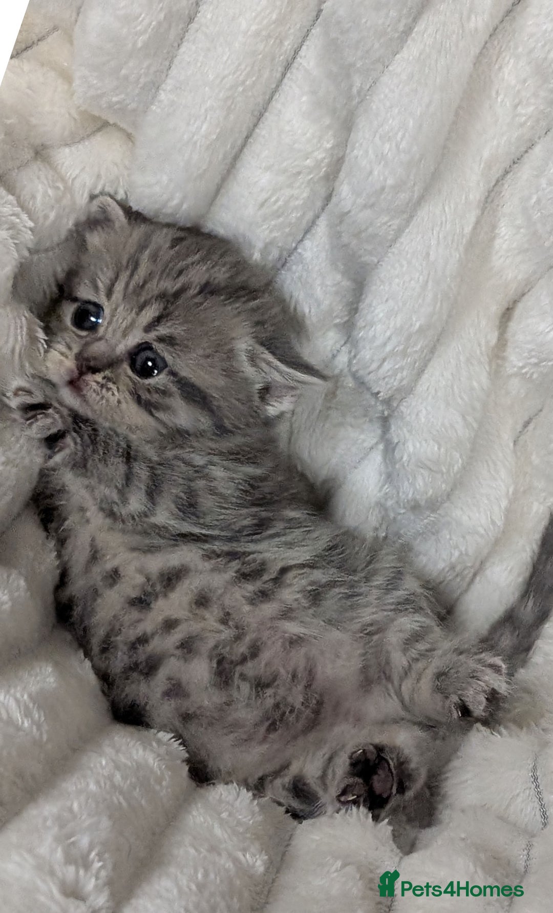 Scottish Fold cats for sale: 🐾TICA red ❣️SCOTTISH Fold•Straight - Advert 29