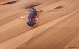 Leopard Gecko reptiles for sale: Baby Leopard Gecko - Mack Super Snow Morph - Image 7