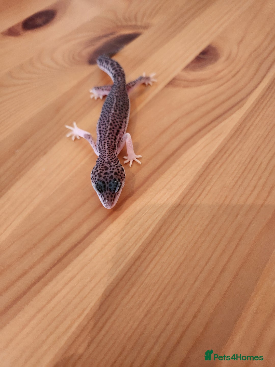 Leopard Gecko reptiles for sale: Baby Leopard Gecko - Mack Super Snow Morph - Image 7