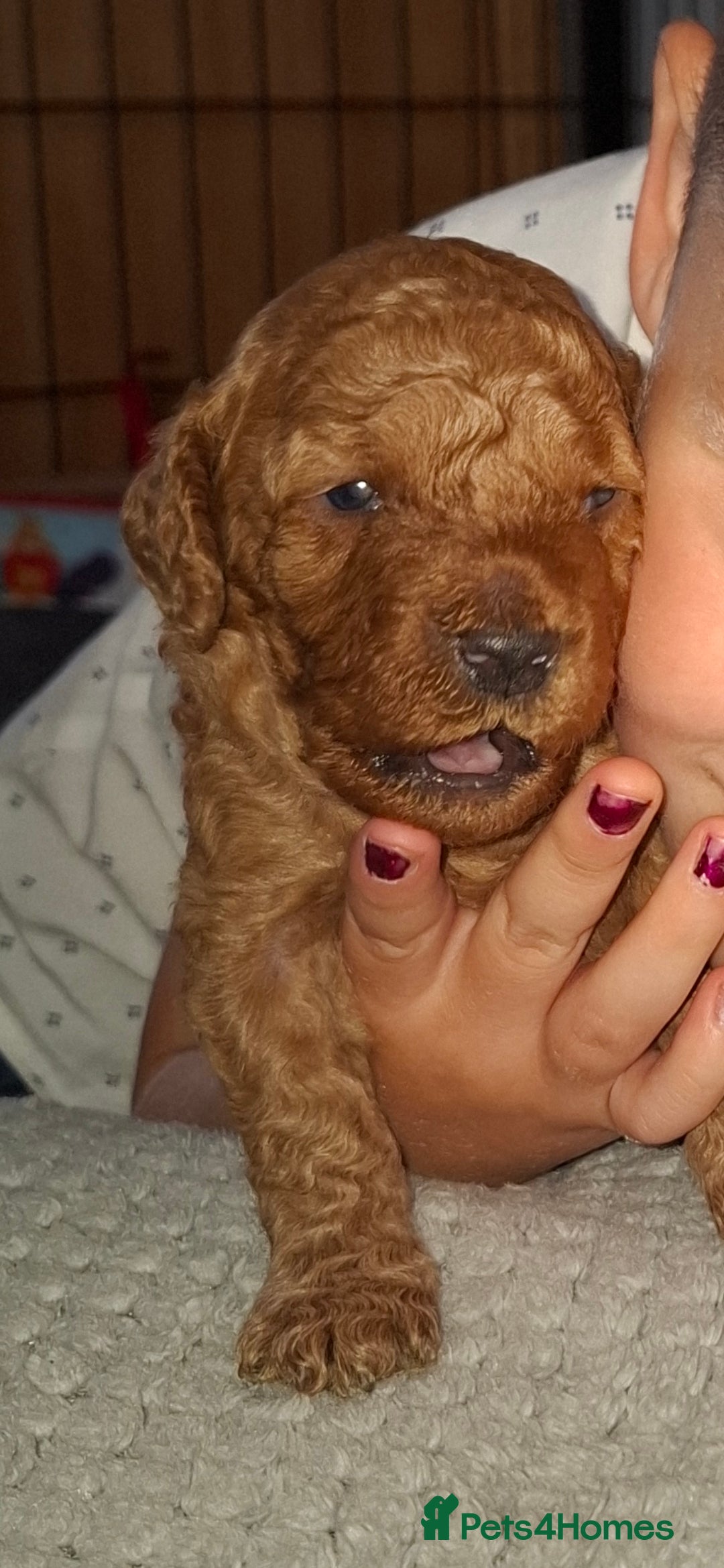 Cavapoo dogs for sale: Amazing Cavapoo's 🐶❤️ - Image 2